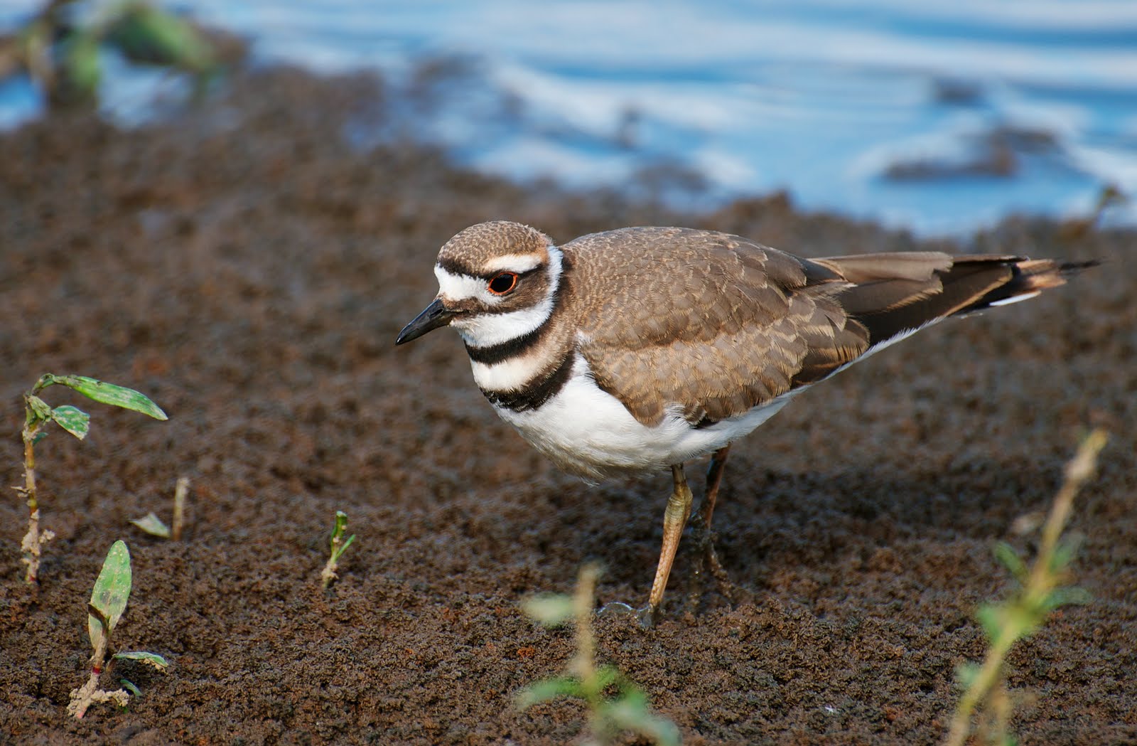NW Bird Blog Killdeer